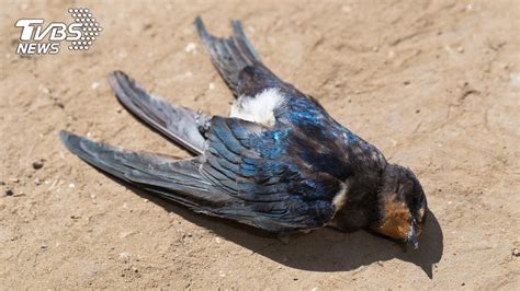 鳥突然死掉|鳥兒離奇死亡：真相大白